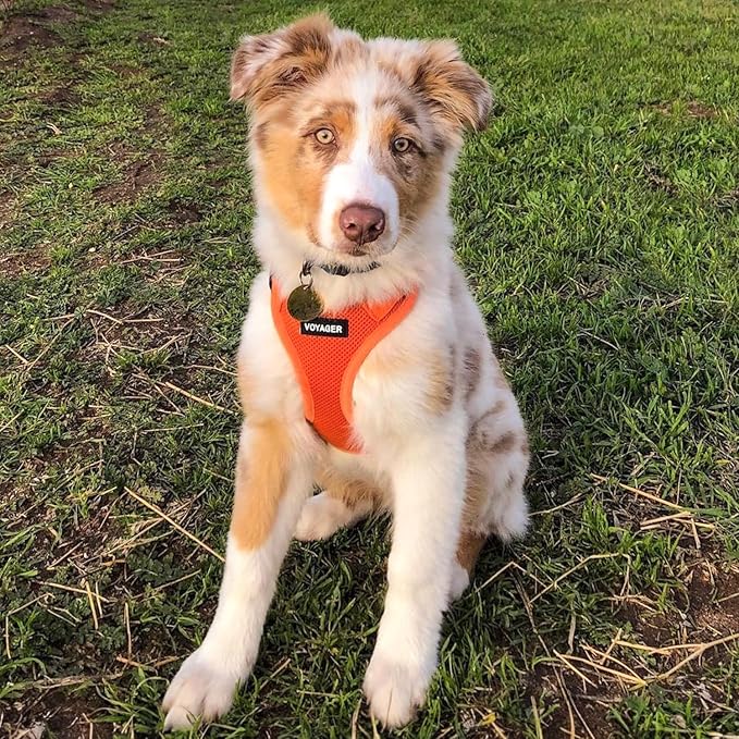 Best Pet Supplies Voyager Step-in Air All Weather Mesh Harness and Reflective Dog 5ft Leash Combo with Neoprene Handle, for Small, Medium and Large Breed Puppies - Orange, Medium