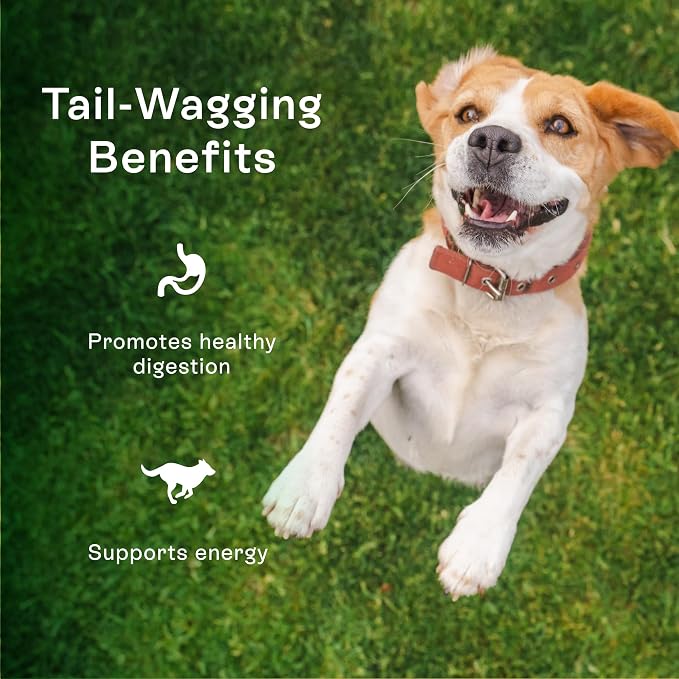 PawCo Magic Bar Healthy Functional Dog Treat – Soft, High-Protein Peanut Butter Bars with Pumpkin & Chicory Root, Supports Energy, Digestion & Overall Wellness – Pack of 8 (Daily Blend)