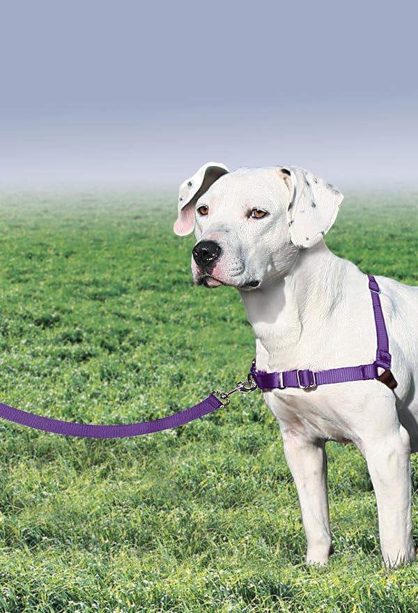 PetSafe Easy Walk Harness for Dogs - Pull-Free Walks - Patented Martingale Loop Design - Front Chest Leash Attachment - Comfort Straps - Breathable Harness Design - Medium, Deep Purple/Black