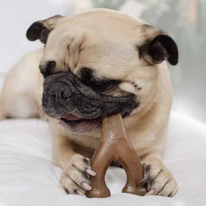 Benebone Fishbone and Wishbone Durable Dog Chews | Made in USA | Real Fish and Bacon Flavors