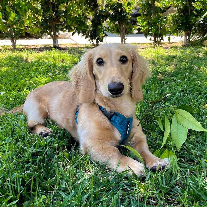 Voyager Step-in Lock Dog Harness - Turquoise, Large | 20 - 25" in Chest, Adjustable, Breathable Air Mesh, Lightweight for Daily Walks, Strong Clips, Heavy Duty D-Ring