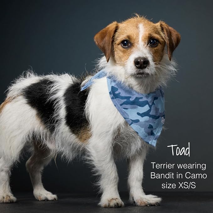 Pet Passion Bandit, X-Small/Small, 3-Pack, Small, Navy
