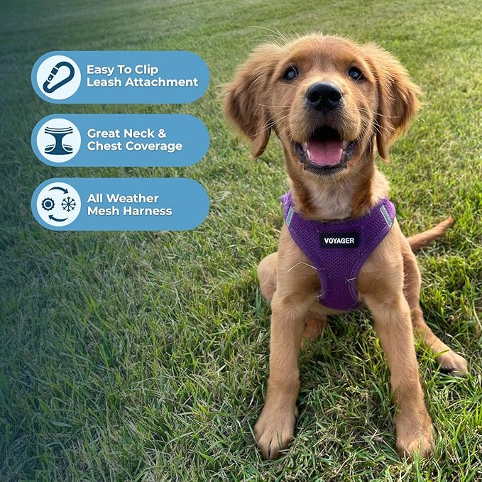 Best Pet Supplies Voyager Step-in Air All Weather Mesh Harness and Reflective Dog 5ft Leash Combo with Neoprene Handle, for Small, Medium and Large Breed Puppies - Purple, Large