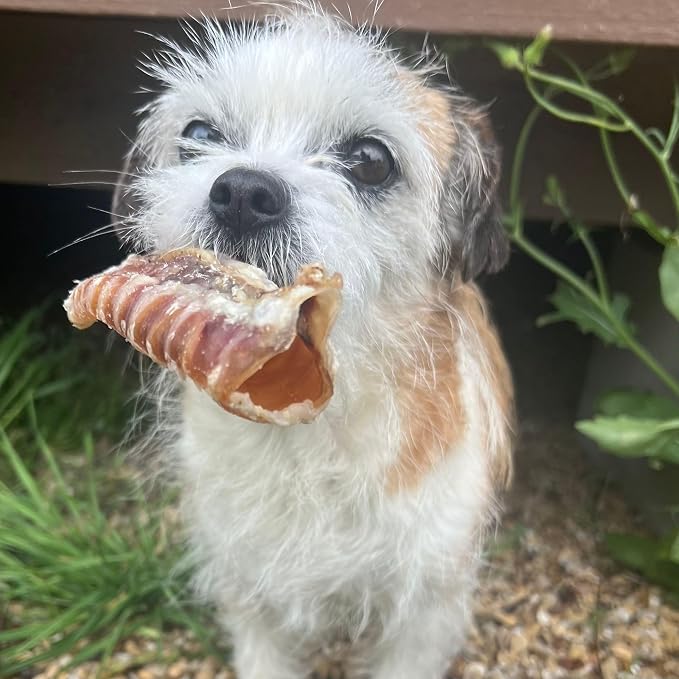 JACK'S PREMIUM Beef Trachea (Moo Tube) Natural Glucosamine Source Thick Beef Dog Chews All Natural Made in USA Single Ingredient Rawhide Alternative (3" 15 Count)