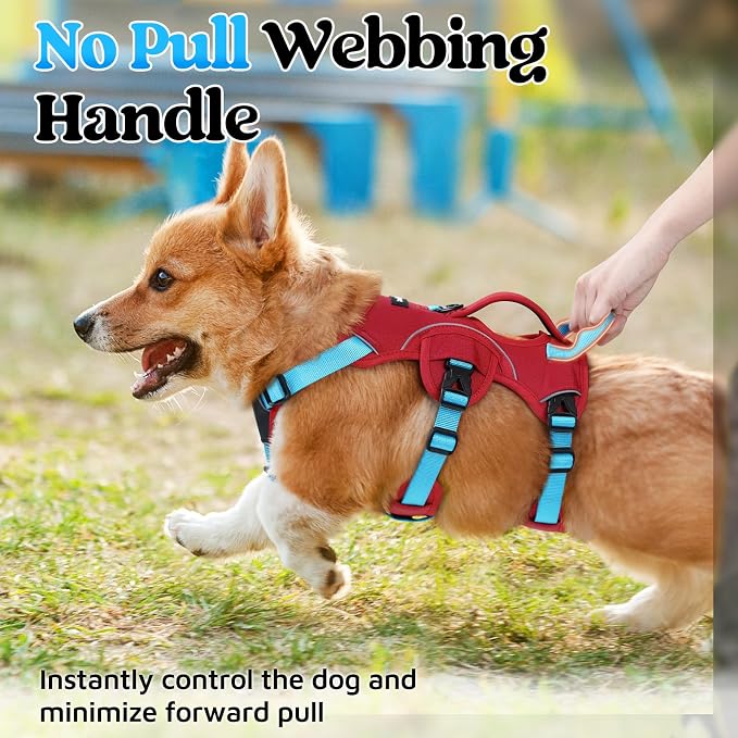 rabbitgoo Escape Proof Dog Harness for Small, No Pull with Lift Handle | No Escape, Full Soft Padded, Reflective Adjustable Vest, Leash Clip for Walking Hiking Training, Sky Blue & Red, Small