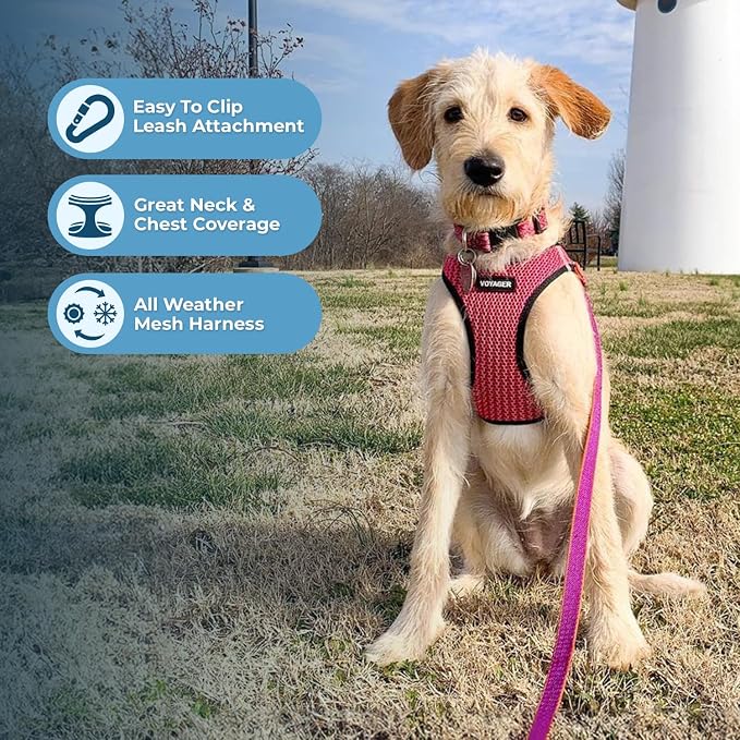 Best Pet Supplies Voyager Step-in Air All Weather Mesh Harness and Reflective Dog 5 ft Leash Combo with Neoprene Handle, for Small, Medium and Large Breed Puppies - Fuchsia (2-Tone), XL