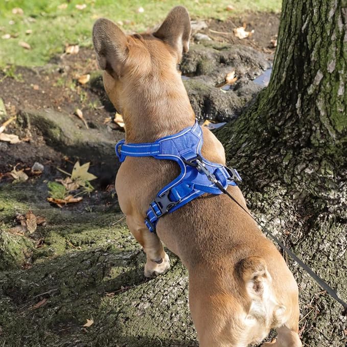 Voyager Dual Attachment No Pull Harness - Royal Blue, X-Large | 28 - 37" in Chest, No Pull Dog Harness, Fully Adjustable, 3M Reflective Technology, Front & Back D-Rings, Walking & Training