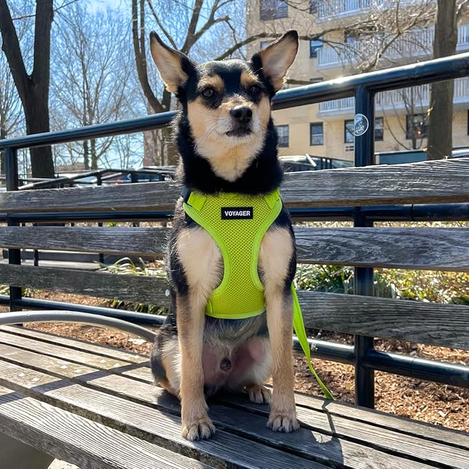 Best Pet Supplies Voyager Step-in Lock Pet Harness w Reflective Pet Leash Combo Set with Neoprene Handle 5ft - Supports Small, Medium and Large Breed Puppies/Cats - Lime Green, XL
