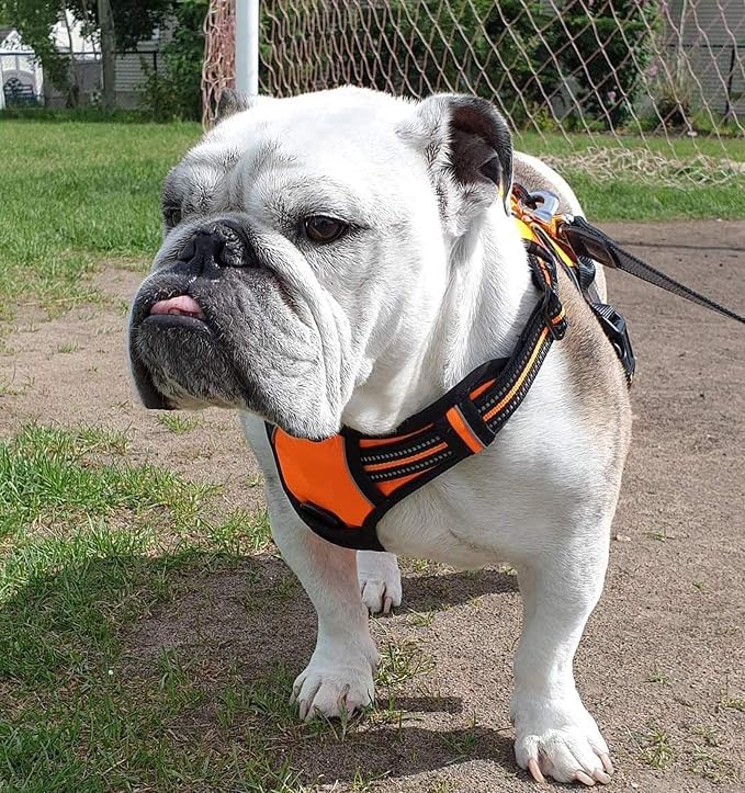 rabbitgoo Dog Harness, No Pull for Small Dogs with 2 Leash Clips, Pet Vest | No Choke with Handle, Adjustable Soft Padded, Reflective, Easy Control for Walking, Orange, Small