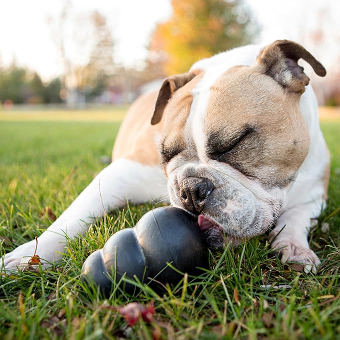 KONG Extreme Dog Toy, Natural Rubber Chew, for Small Dogs (Pack of 2) | Treat-Filling Chew & Fetch Toy with Erratic Bounce, Made from KONG's Most Durable Natural Rubber for Power Chewers