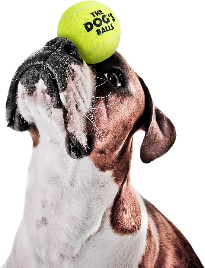 The Dog's Balls Dog Tennis Balls Tough 2.5" 12-Pack Yellow Floats in Water | Our fetch balls combine non-abrasive felt exterior and a thicker rubber core Durable Dog Toy for Outdoor Play & Training