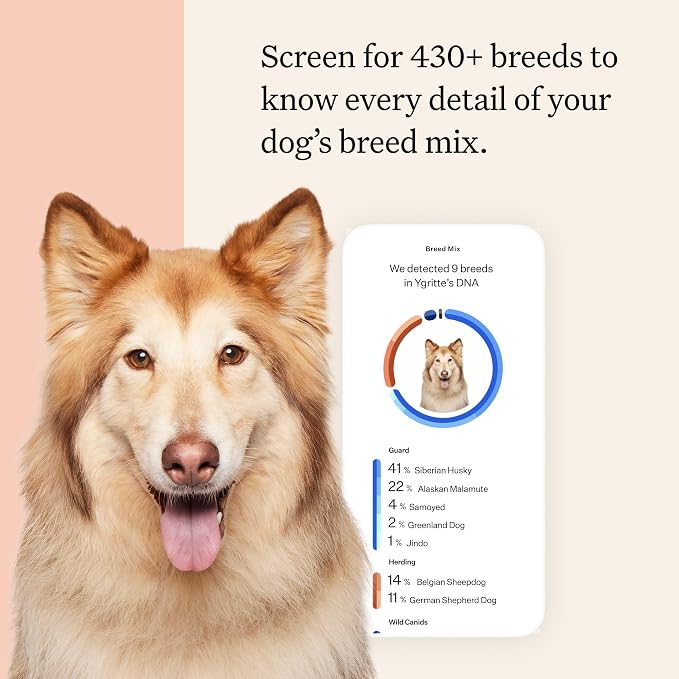 Wisdom Panel Premium DNA Test Kit, 1-Pack