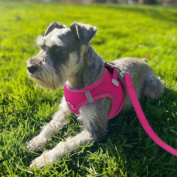 Joytale Step-in Dog Harness, Soft Breathable Mesh, Hot Pink XXS | Adjustable Fit for Small Dogs, Easy Step-in with Secure Fastener, Even Chest Pressure, Reflective For Night Safety, Washable