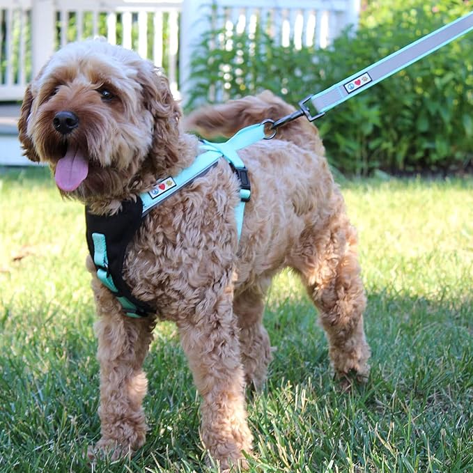 Pawtitas 6 FT Padded Dog Leash with Comfortable Neoprene Padding Handle - Purple Lead | Medium Reflective Dog Leash with Highly Reflective Band Perfect for Medium and Large Dogs and Puppies.