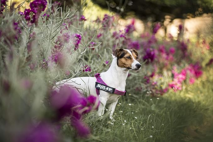 IDC Color & Gray Belt Harness, Size: XS/Mini-Mini, Pink-Gray