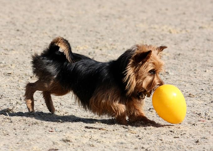 Jolly Pets Jolly Egg Dog Toy, 8 Inches/Medium, Yellow (Pack of 2)