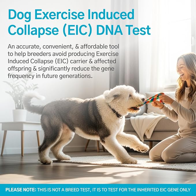 Dog Exercise Induced Collapse (EIC) DNA Test