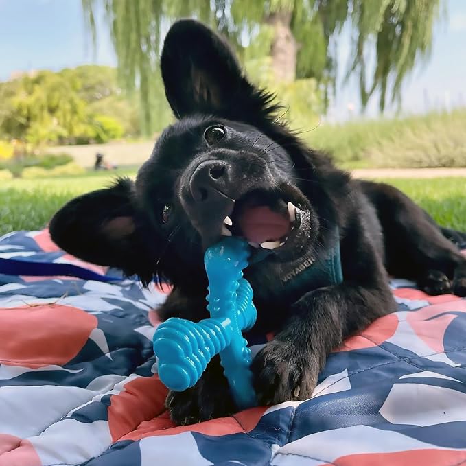 Nylabone Power Chew Comfort Hold X Bone Dog Chew Toy, Beef Flavor, Small | Small breeds, durable dog toys for dogs up to 25 lbs, teeth-cleaning textures, discourages destructive chewing, long lasting