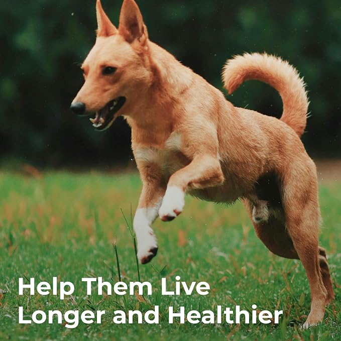 VitaminCity i26 Companion Dog Chewables with Glucosamine, Beef, 60 Tabs