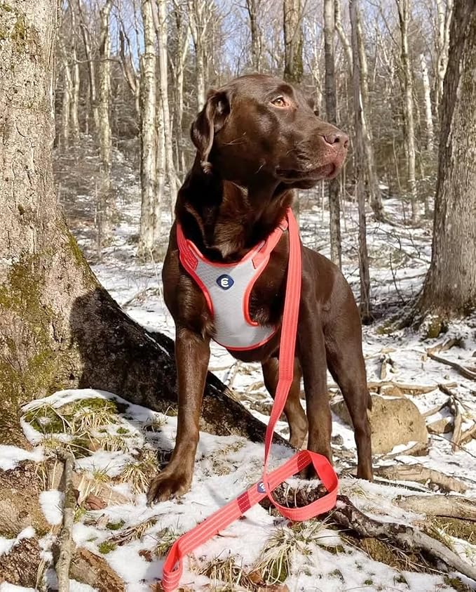 Blueberry Pet Essentials Back to Basics Reflective Dog Harness Vest, Apricot, Small, Adjustable Harnesses for Dogs
