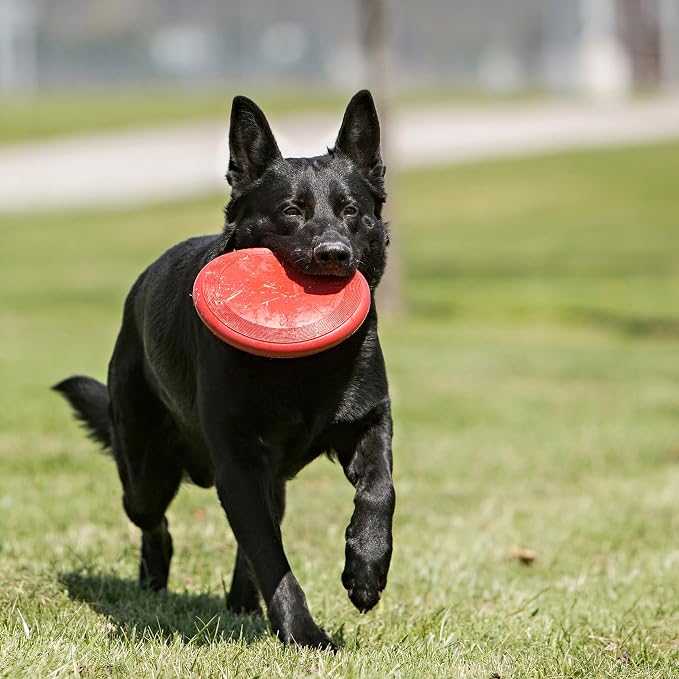 KONG Flyer, Natural Rubber Flying Disc Fetch Toy, for Medium/Large Dogs | Durable KONG Natural Rubber Flying Disc for Fetch, a Safer Disc for Healthy Outdoor Activity & Active Play