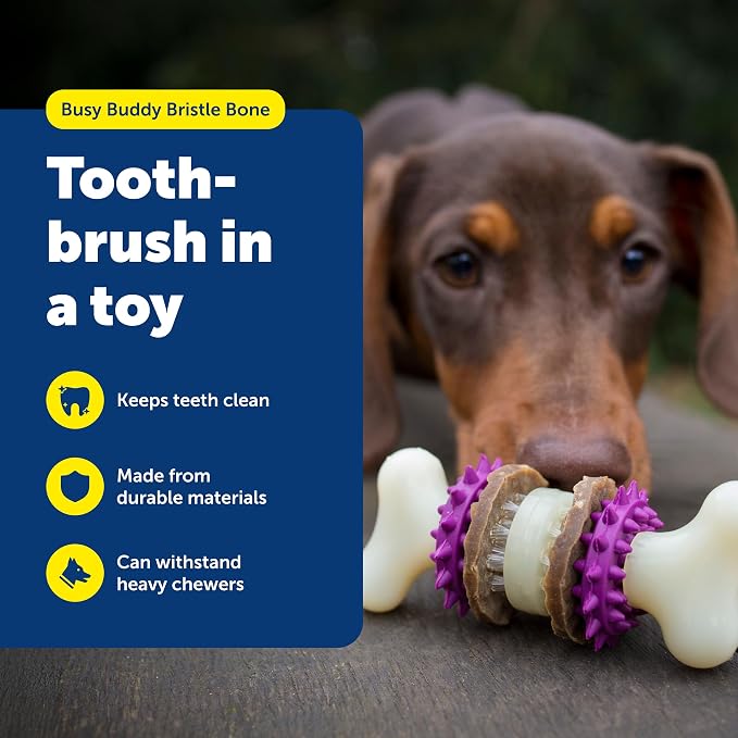 PetSafe Busy Buddy Bristle Bone Dog Treat Holding Chew Toy, Extra Small | Toothbrush-In-A-Toy Design Helps Clean Teeth While Dog Chews, Holds Treat Rings, Durable, Interactive Play, Dogs Under 10 Lb