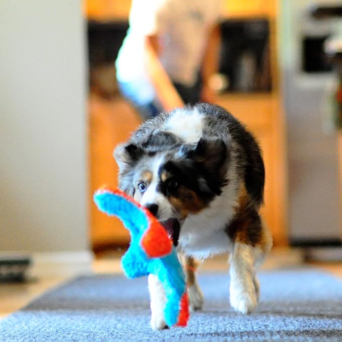 Chuckit! Indoor Fetch Squirrel Toy for Dogs, Orange and Blue | Interactive Dog Toy for Boredom and Indoor Fetch Play with Squirrel Toy Design in Orange and Blue for Dogs