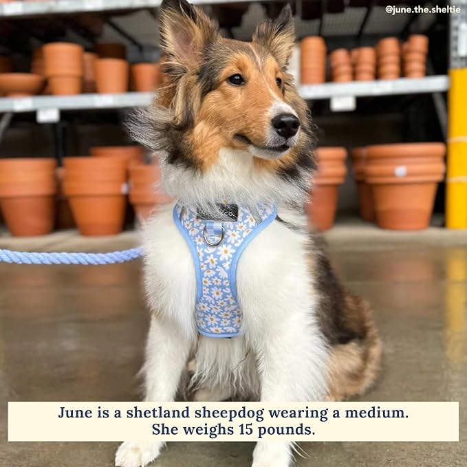 Lucy & Co. The Simply Splendid No-Pull Dog Harness - Size Small - Vest to Stop Pulling & Walk Easy - Comfortable Leash Training Product w/Adjustable Chest & Neck Straps