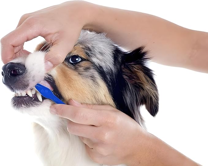 Bexter Dog Toothbrush Set of 10 – Dual Headed Soft Bristle Pet Tooth Brushes for Dental Hygiene, Teeth Cleaning for Small to Large Dogs, Cats & Most Pets, Bulk Pack