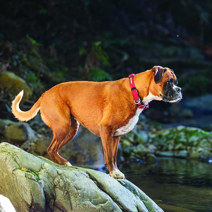 EzyDog Double Up Dog Collar, Strong Double D-Rings - Small, Bubble Gum | Dual D-Rings for Superior Strength, Safety, and Comfort, Soft Touch Nylon Webbing, Reflective Stitching, Id Attachement Point