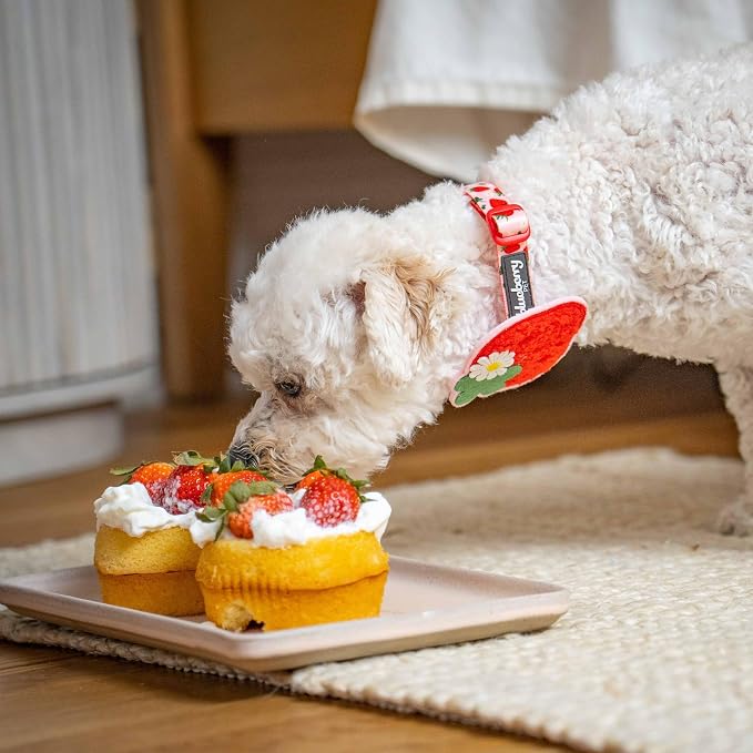 Blueberry Pet Harvesting Strawberry Dog Collar, Adjustable Large Size, Neck 18”-26”, Strawberry Print, Summer Fruit Pet Collar