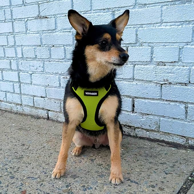 Best Pet Supplies Voyager Step-in Lock Pet Harness w Reflective Pet Leash Combo Set with Neoprene Handle 5ft - Supports Small, Medium and Large Breed Puppies/Cats - Lime Green/Black Trim Set, M