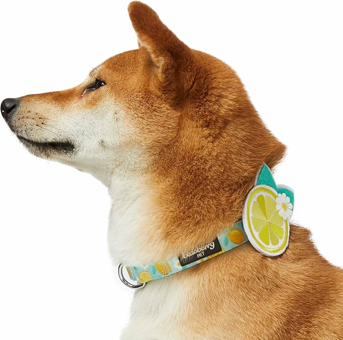 Blueberry Pet Zesty Fruit Dog Collar, Adjustable Small Size, Neck 12”-16”, Refreshing Lemon Print, Summer Citrus Pet Collar