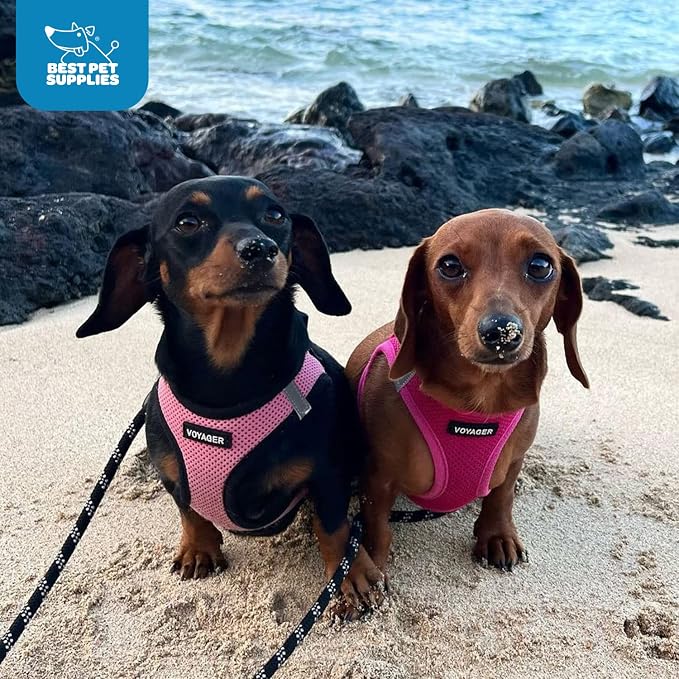 Voyager Step-in Air Dog Vest Harness - Fuchsia, X-Large | 20.5 - 23" in Chest, Reflective Bands, All Weather Breathable Air Mesh, Cats Compatible, Lightweight, Fast Drying