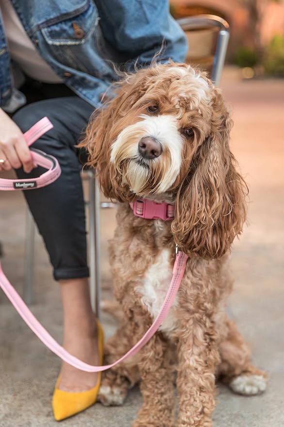 Blueberry Pet 3M Reflective Pastel Color Dog Leash with Soft & Comfortable Handle, 5 ft x 3/4", Red, Medium, Leashes for Dogs