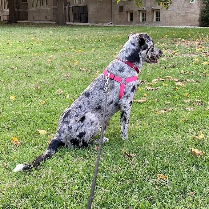 PUPTECK No Pull Dog Harness Large Sized Step-in Adjustable Puppy Vest | Soft Webbing Basic Halter with ID Tag for Outdoor Walking