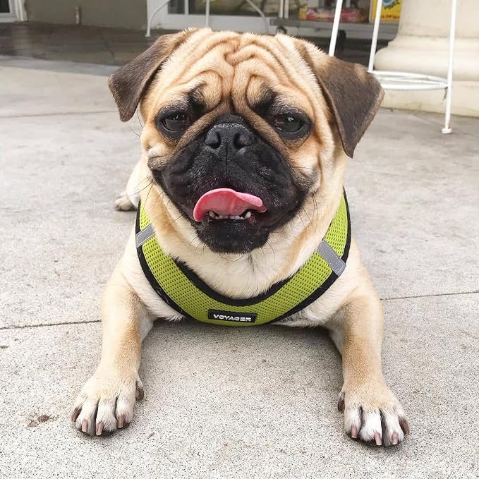 Best Pet Supplies Voyager Step-in Air All Weather Mesh Harness and Reflective Dog 5ft Leash Combo with Neoprene Handle, for Small, Medium and Large Breed Puppies - Lime/Black Trim, X-Large