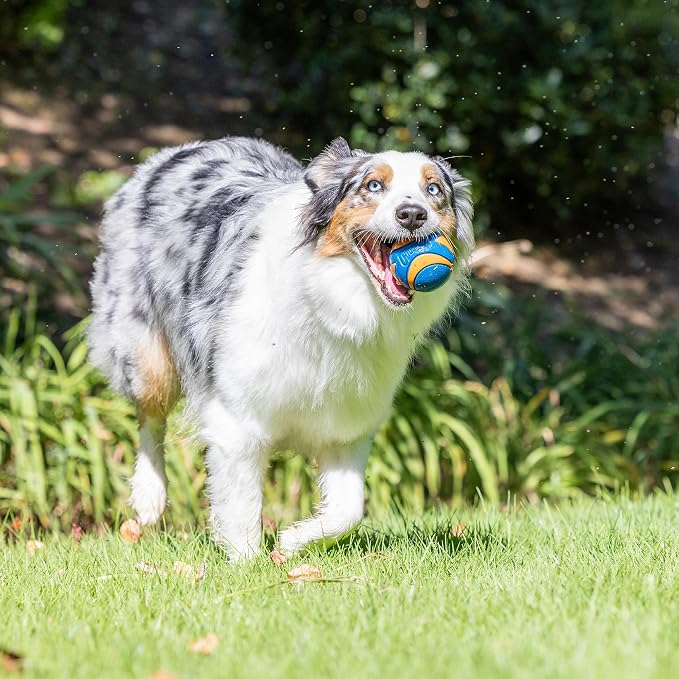 Chuckit! Ultra & Squeaker Ball Dog Toy, Medium, 2.5in, 3-Pack