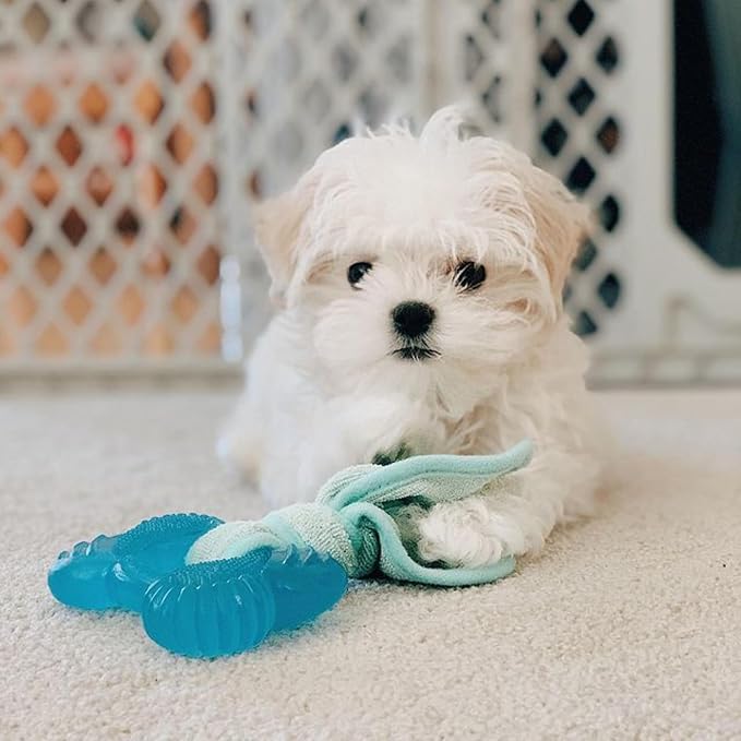 Nylabone Puppy Chew 2-in-1 Teething Freezer Bone Dog Chew Toy, Small | Peanut butter flavor, teething toys for puppies, puppy teething freezable to soothe sore gums, for small puppies up to 25 lbs