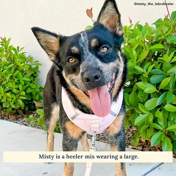 Lucy & Co. The Rosewater No-Pull Dog Harness - Size Small - Vest to Stop Pulling & Walk Easy - Comfortable Leash Training Product w/Adjustable Chest & Neck Straps