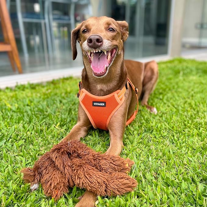 Voyager Step-in Flex Adjustable Dog Harness - Orange, X-Small | 13 - 16" in Chest, Fully Adjustable, Reflective Bands, All Weather Breathable Air Mesh, Lightweight, Fast Drying
