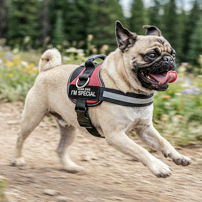 Tuff Pupper Fast Fit No Pull Dog Harness, Escape Proof, Reflective, Blue
