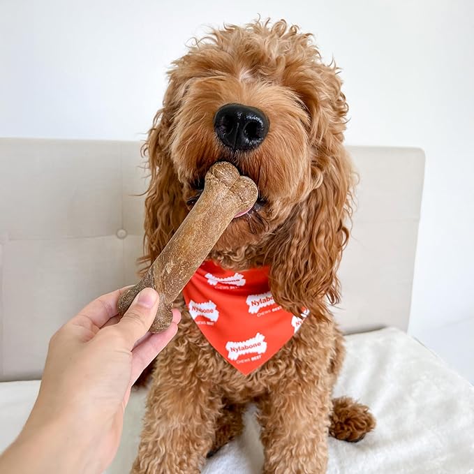 Nylabone Healthy Edibles Natural Dog Chews, Long Lasting Bones for Dogs, Bacon Flavor Dog Treats, Medium (1 Count)