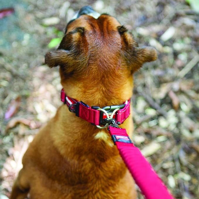 EzyDog Double Up Dog Collar, Strong Double D-Rings - Small, Bubble Gum | Dual D-Rings for Superior Strength, Safety, and Comfort, Soft Touch Nylon Webbing, Reflective Stitching, Id Attachement Point