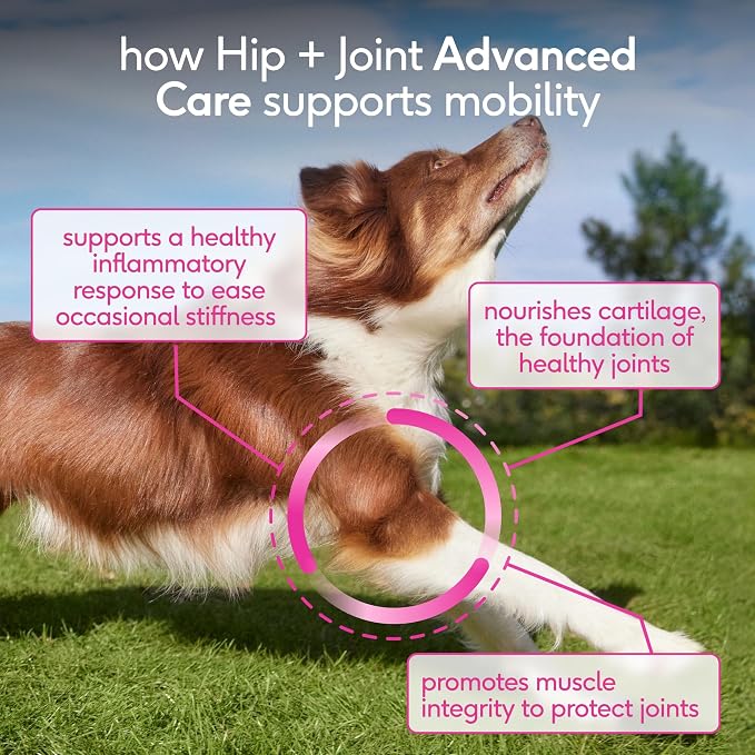 Native Pet Hip and Joint Supplement Dogs - Powder with UC-II Collagen and HMB - Senior and Large Breed Dog Joint Support - Made in USA - 60 Scoops