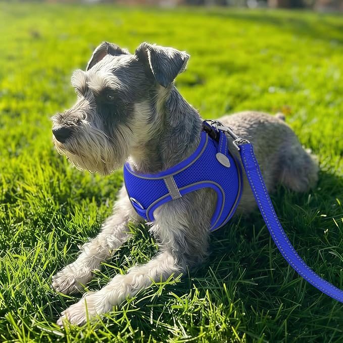 Joytale Step-in Dog Harness, Soft Breathable Mesh, Navy Blue XL | Adjustable Fit for Small Dogs, Easy Step-in with Secure Fastener, Even Chest Pressure, Reflective For Night Safety, Washable