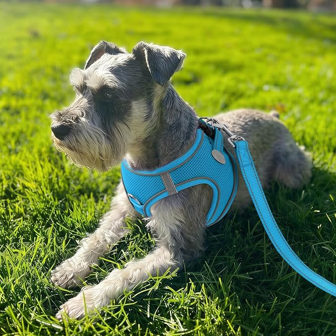Joytale Step-in Dog Harness, Soft Breathable Mesh, Sky Blue XXXS | Adjustable Fit for Small Dogs, Easy Step-in with Secure Fastener, Even Chest Pressure, Reflective For Night Safety, Washable