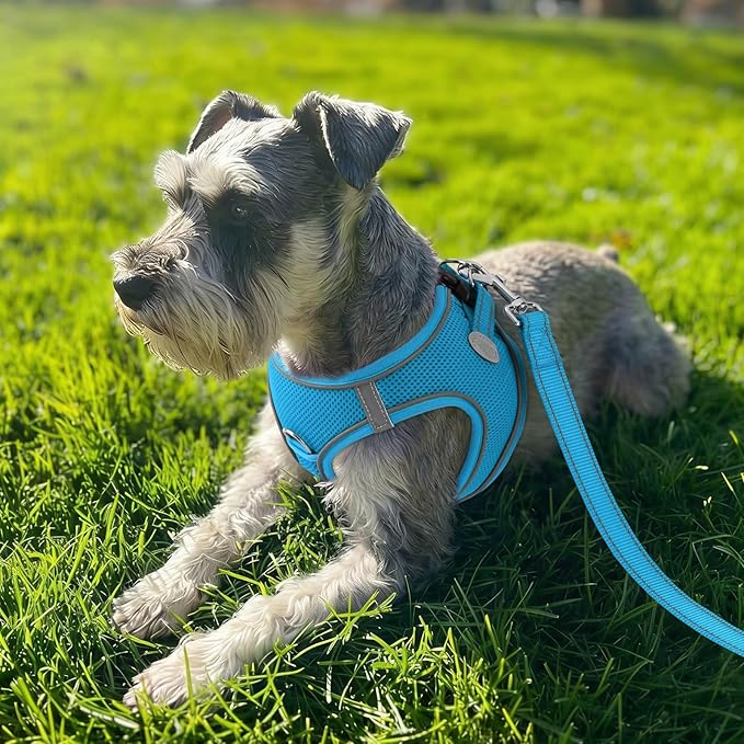 Joytale Step-in Dog Harness, Soft Breathable Mesh, Sky Blue M | Adjustable Fit for Small Dogs, Easy Step-in with Secure Fastener, Even Chest Pressure, Reflective For Night Safety, Washable