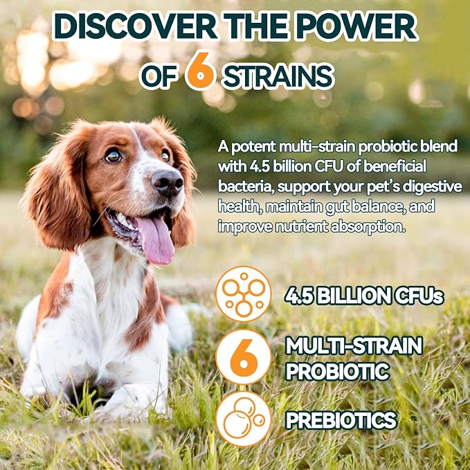 Dog Allergy Relief + Carmelie Probiotics for Dogs – 400 Soft Chews, Itchy Skin & Paw Licking Relief, Digestive Health, Immune Support, Seasonal Allergies, Chicken Flavor