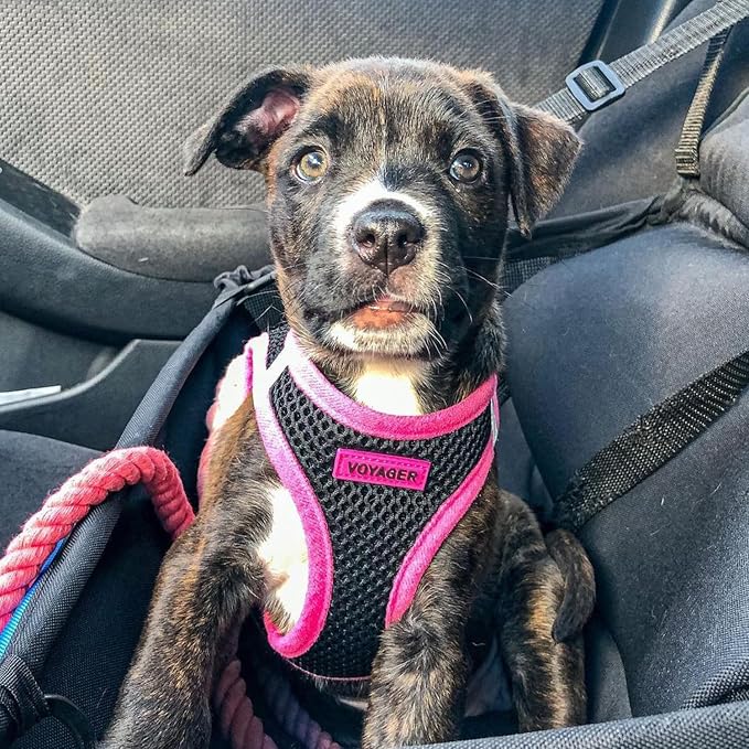 Best Pet Supplies Voyager Step-in Air All Weather Mesh Harness and Reflective Dog 5 ft Leash Combo with Neoprene Handle, for Small, Medium and Large Breed Puppies - Black/Pink Trim, Small